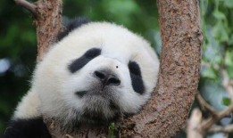 娱乐吃瓜酱熊猫,娱乐吃瓜酱熊猫的趣味生活揭秘